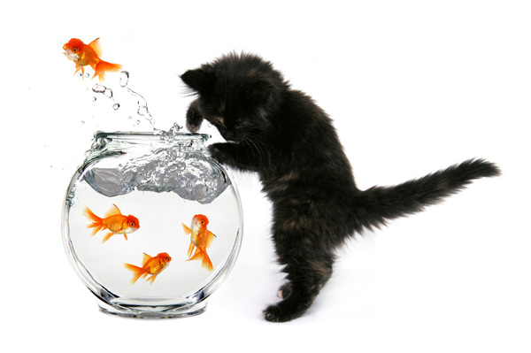 0_1500037142372_3224-cat-and-goldfish.jpg