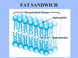 0_1515777292372_cell-memberane-fat-sandwich.jpeg