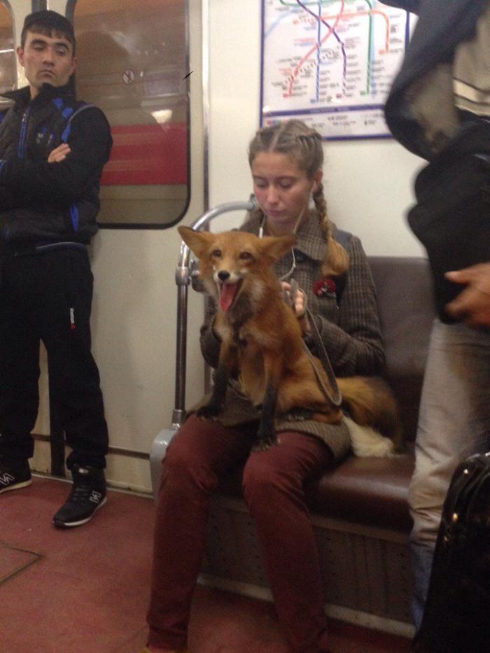 fox on the train.jpg