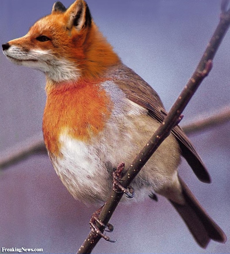 Fox-Bird--171.jpg