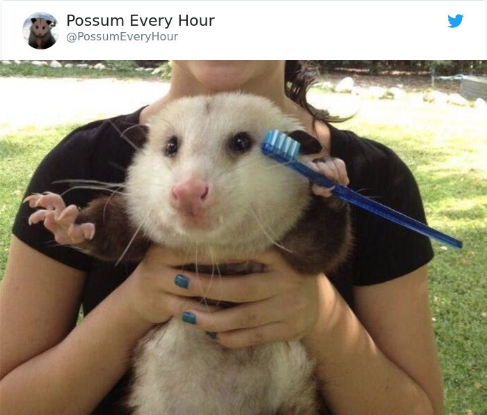 possums-are-beautiful-hourly-tweets-1-5ce28d8fec0cc__700.jpg