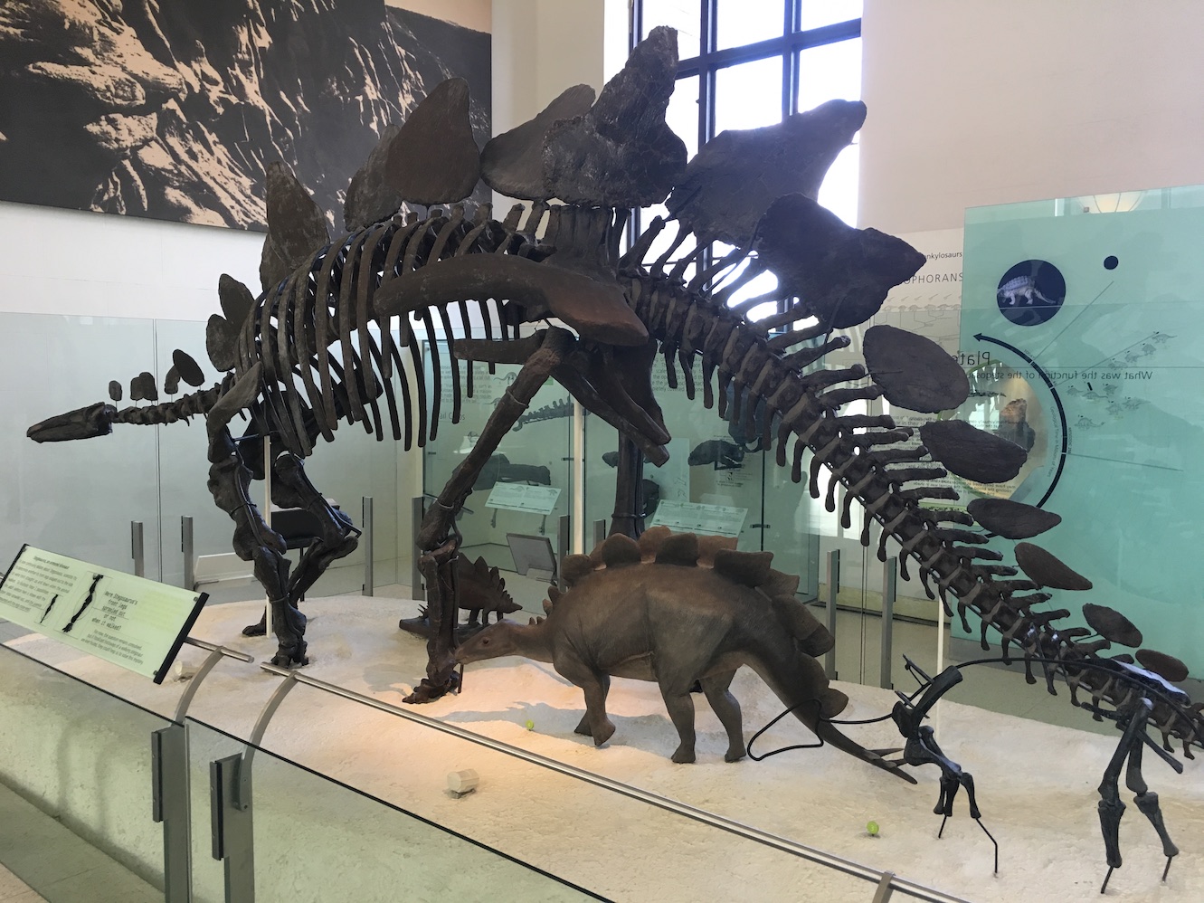 27_Museum_Steganosaurus.JPG