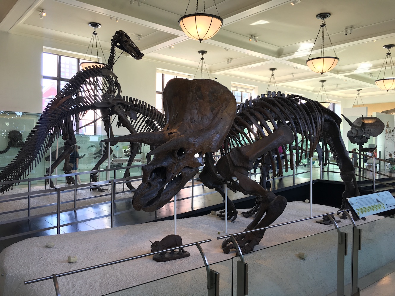 29_Museum_Triceratops.JPG