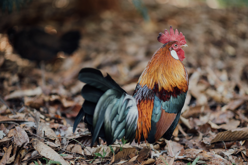 Picture of a chicken