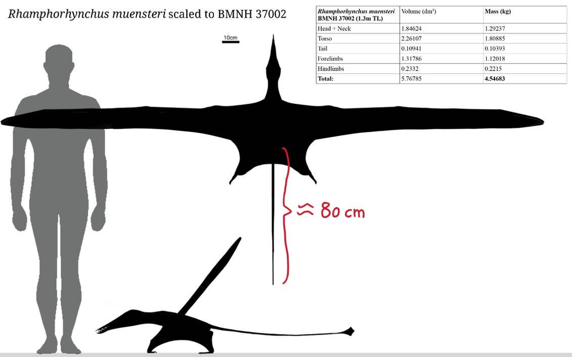 tail length of Rhamphorhynchus muensteri scaled to BMNH 37002 approximately 80 centimetres