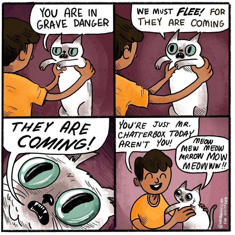 funny-comic-about-what-cats-are-saying-when-they-meow.jpeg