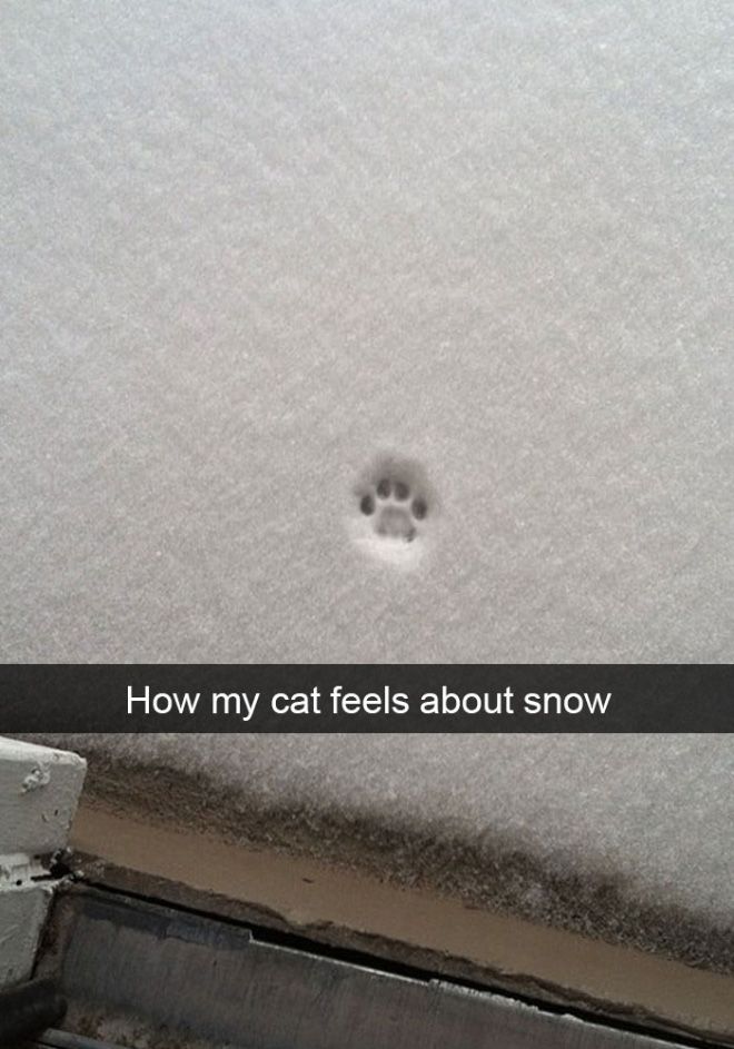 cats-vs-snow4.jpg