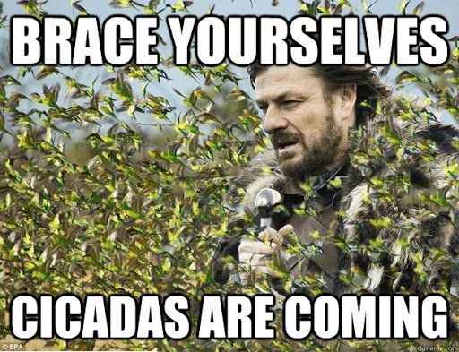 brace_yourselves_cicadas_are_coming.jpg