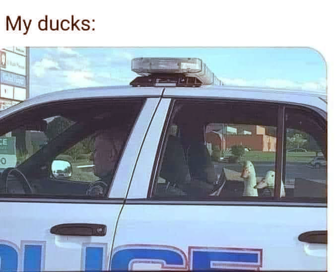 ducks.png