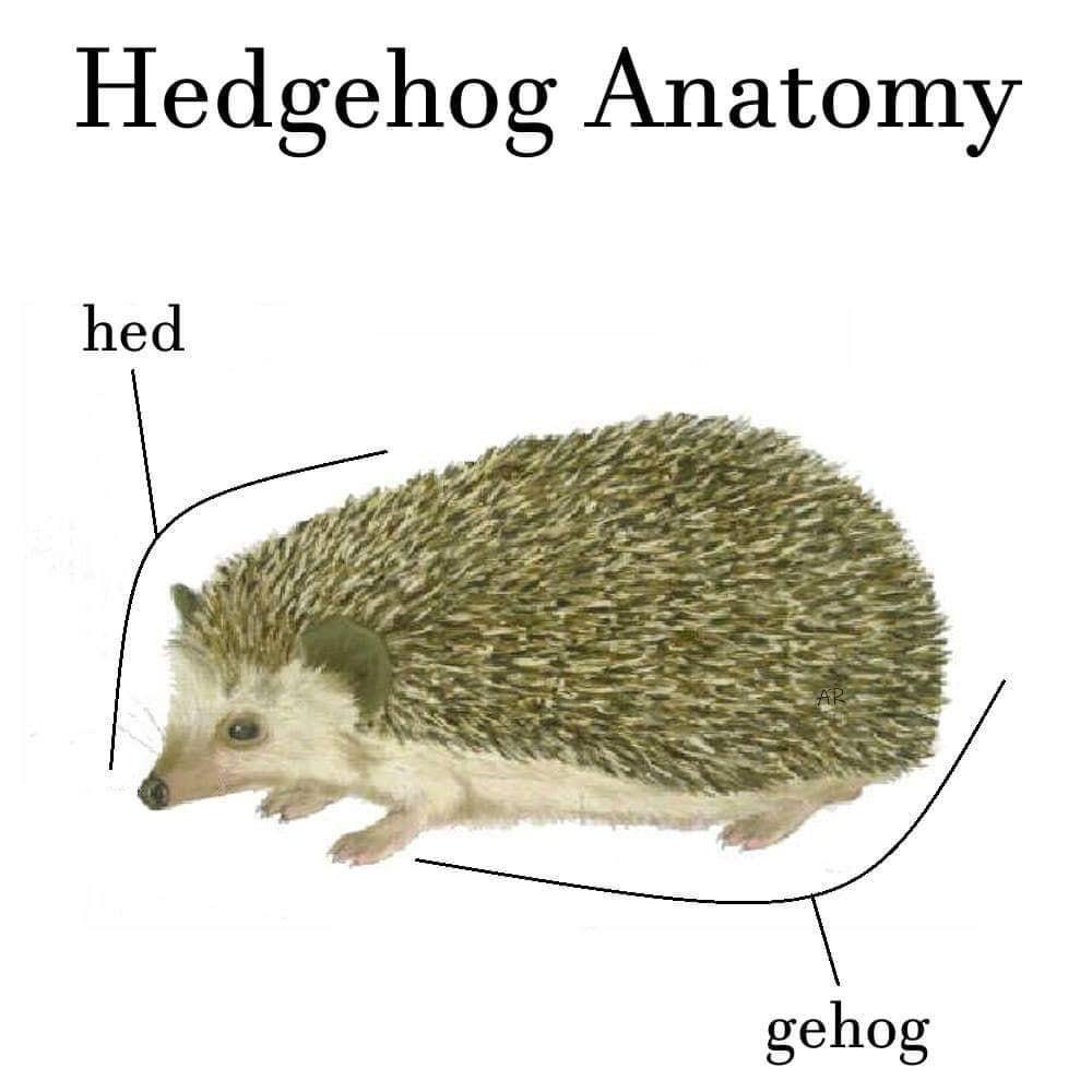 Hedgehog anatomy.png