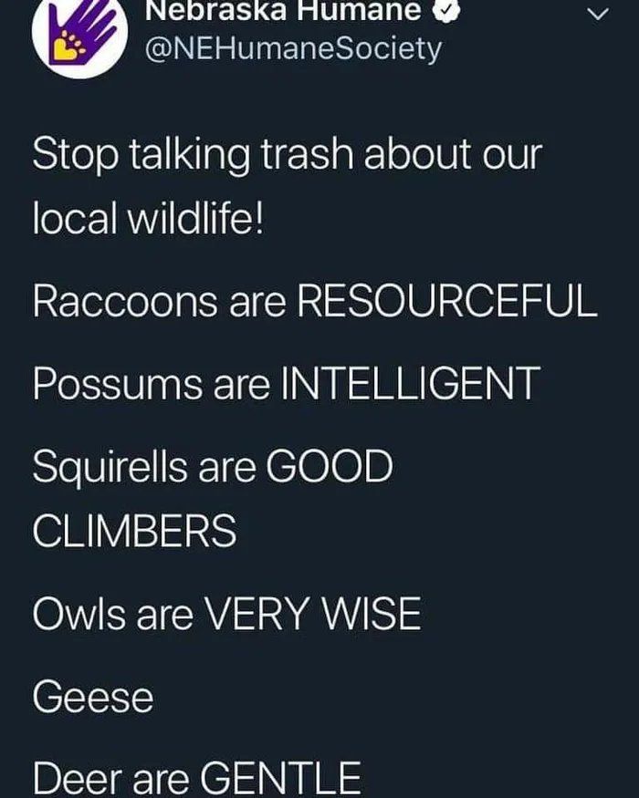 Geese-are-assholes.jpg