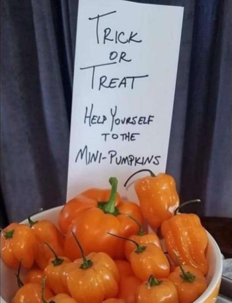 trick_or_treat_mini-pumpkins.png