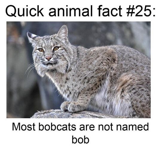 Bobcat-NotBob.jpeg