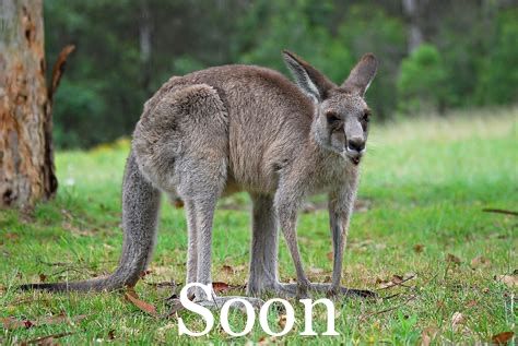 kangroo soon 1.jpg