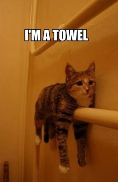 towel_cat.png