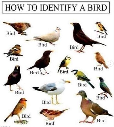 BirdIdentification.jpeg