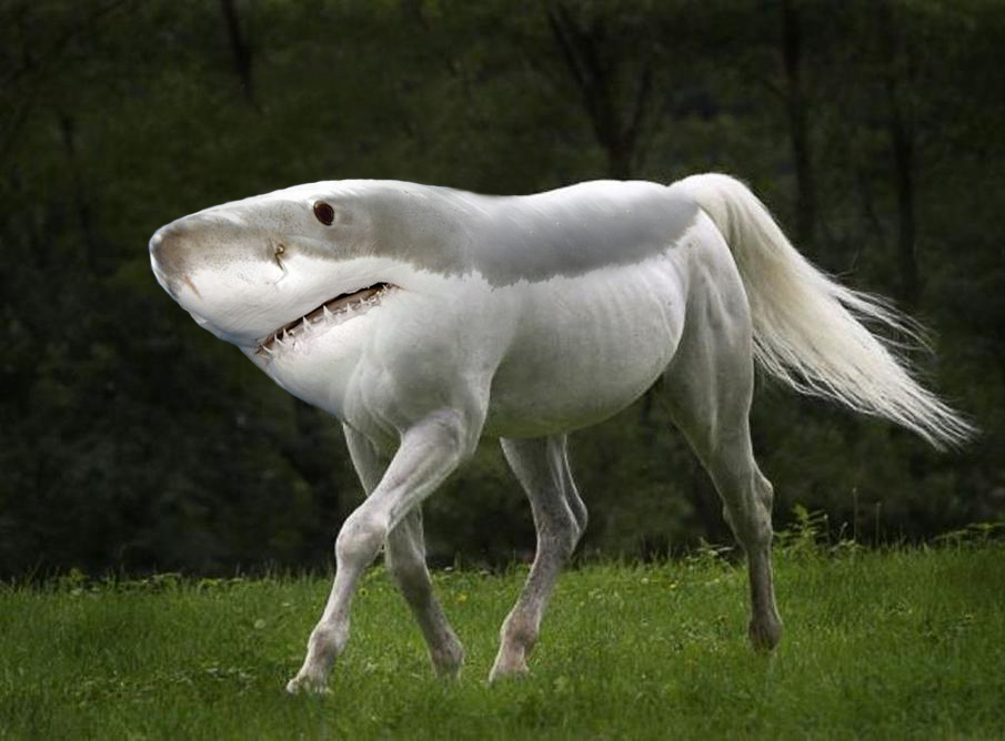 0_1461152772257_shark-horse.jpg