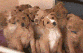 0_1471419402250_funny-gif-dogs-staring.gif
