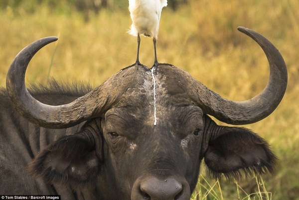 0_1478956316046_3A3A571300000578-3929134-A_bird_leaves_droppings_on_the_head_of_an_unlucky_buffalo_in_thi-a-106_1478910999753.jpg