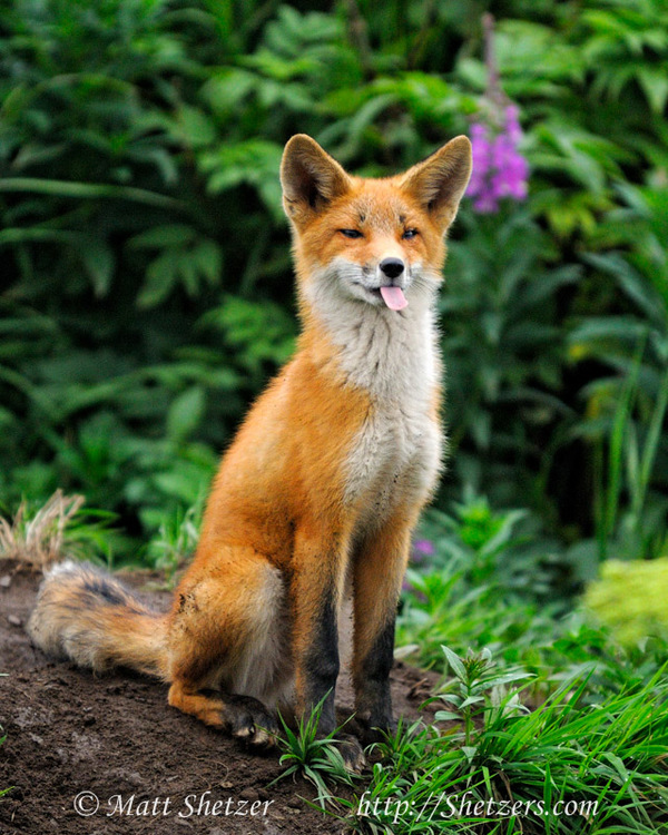 0_1487344469773_F-Red-fox-portrait-in-forest-Katmai-National-Park-and-Preserve-Alaska.jpg